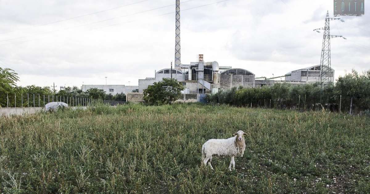 Bari, Strada Pezze del Sole: un tuffo nel passato tra pecore, ulivi e ginestrelle